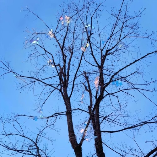 一棵树的春夏秋冬