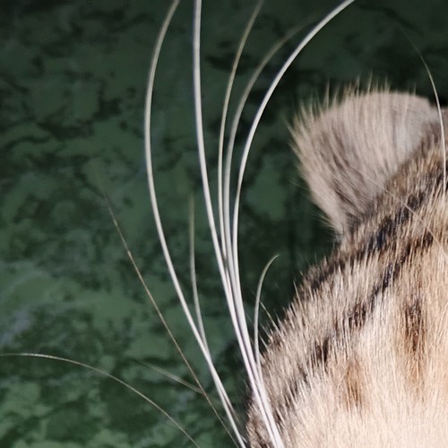 Harapan mencapai langit