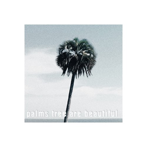 Palms Tree Are Beautiful
