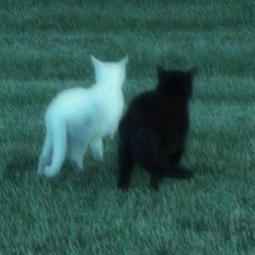 2 Sad Cats, 2 Sad Songs (Explicit)