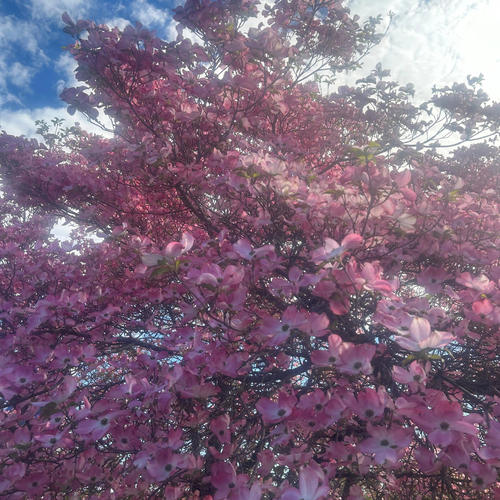 Whosoever Meaneth Me