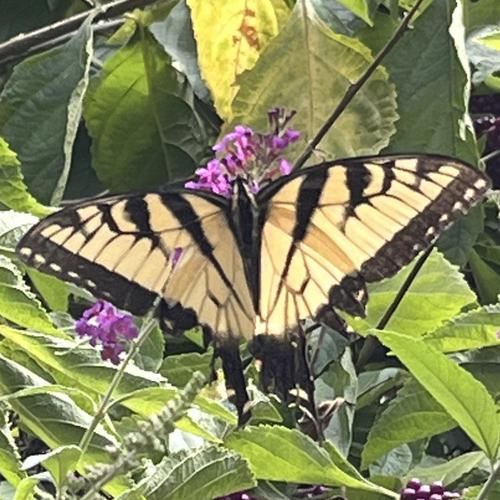 Butterfly (Explicit)