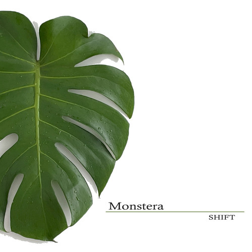 MONSTERA