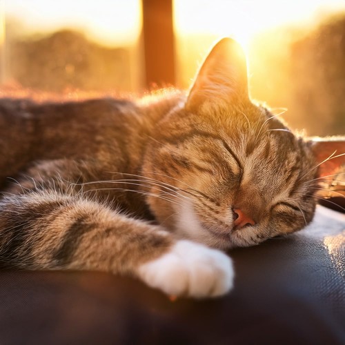 La Música Hip Hop Del Gato: Música Para Amigos Felinos