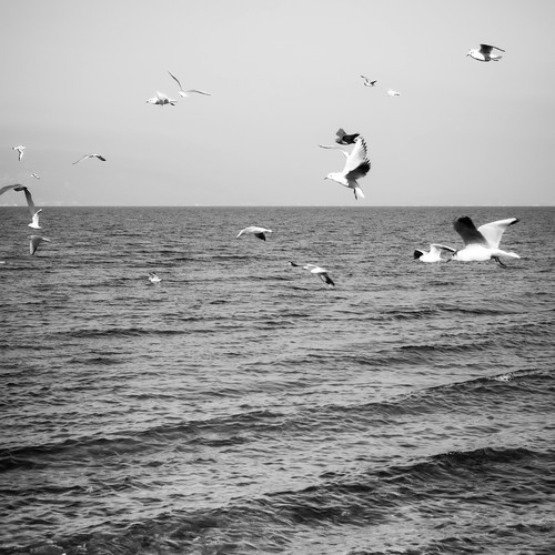 Birds Fly High (Explicit)