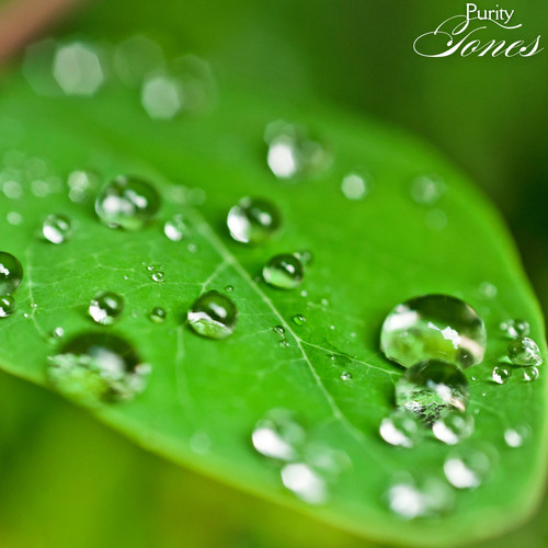 Sonic Reflection of Purity