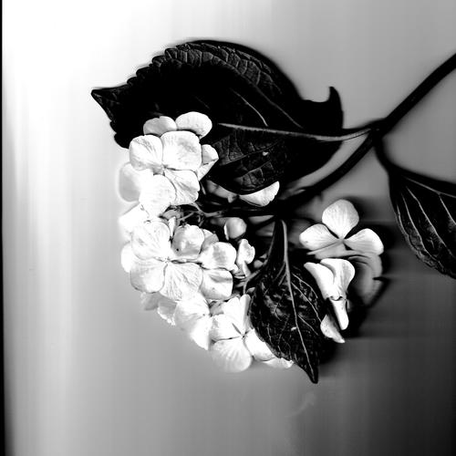 HaltMichFest (feat. calito) [Explicit]