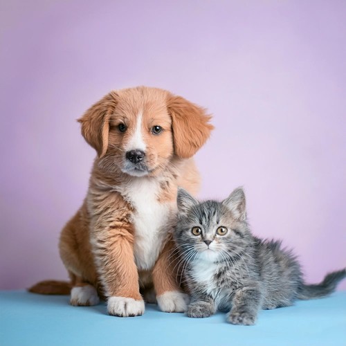 Armonías Lofi Para Mascotas: Capas Sonoras Relajantes