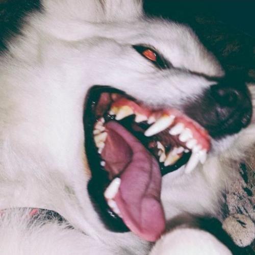 BIG DAWGG (Explicit)