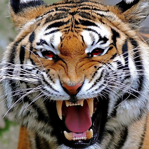 动物世界-改编粤语版