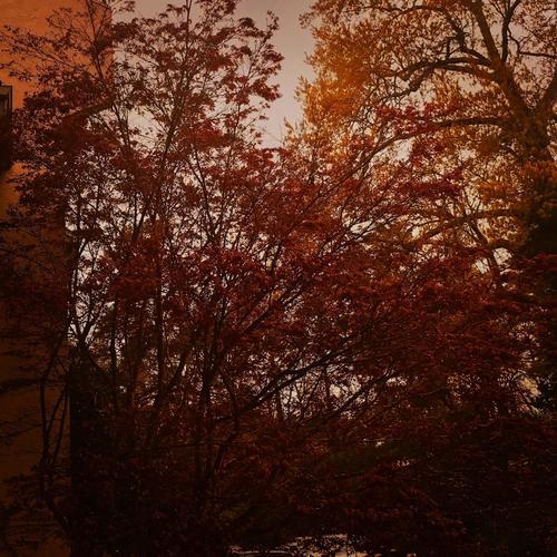 SAFFRON (feat. Josh Carter)