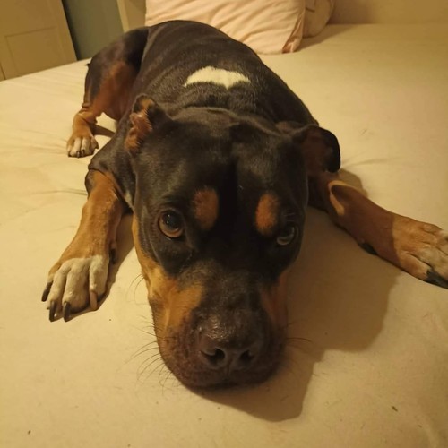 Υπόσχεση (Explicit)