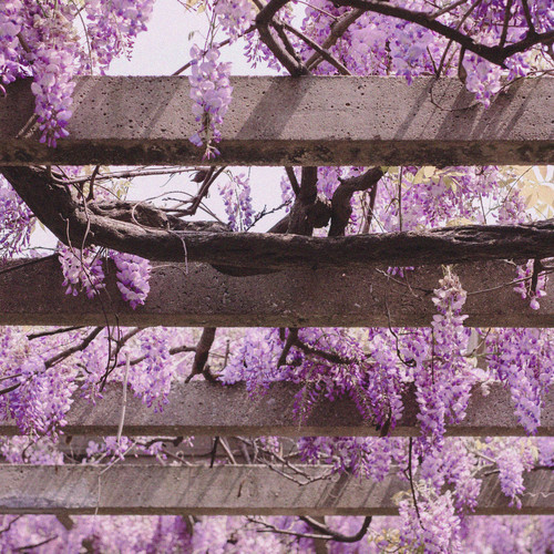 Cherry Blossoms