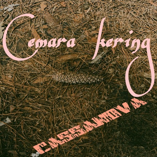 Cemara kering