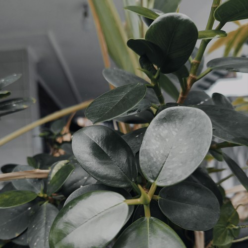 Tak pernah menyangka