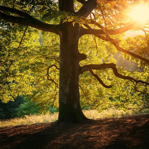 Paisajes Sonoros Serenos Para La Relajación Y La Calma