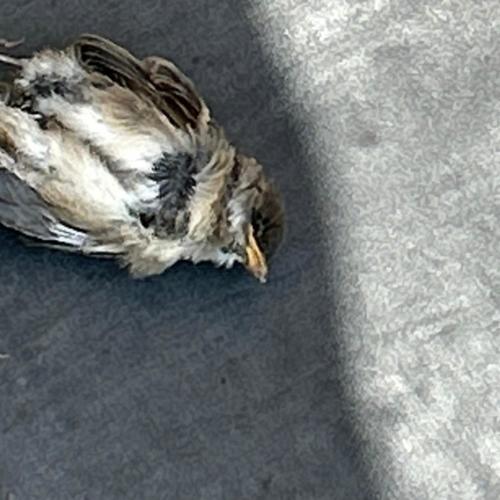 Spider & fly (Explicit)