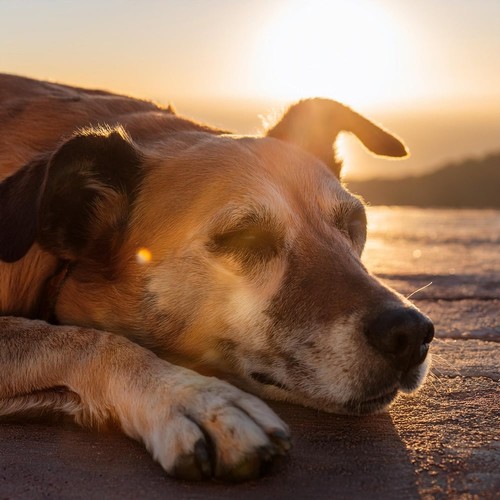 Melodías Caninas: Música Para La Relajación De Perros