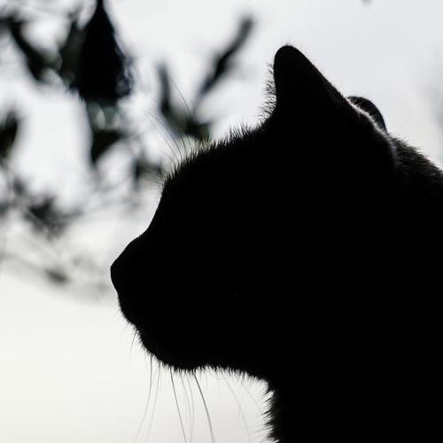 回到过去变成猫（二）