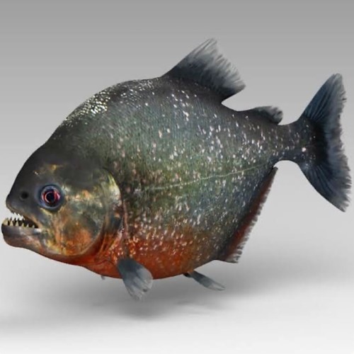 Piranha