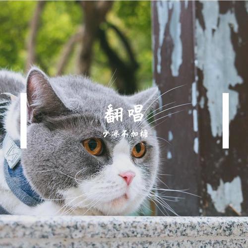 少冰不加糖的翻唱