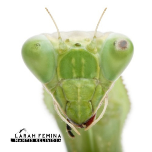Mantis Religiosa
