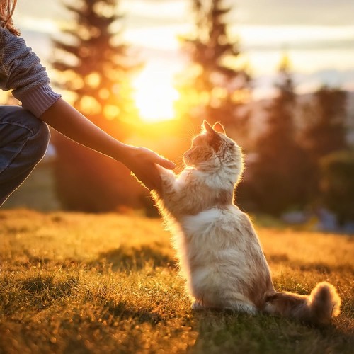 Melodías De Ronroneo: Sonidos Calmantes Para Gatos