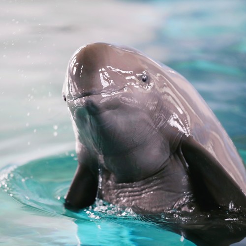 江西省生态文明研究与促进会-江豚保护公益歌曲