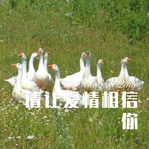 请让爱情相信你