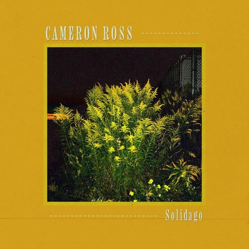 Solidago