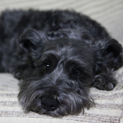 江湖社会武林她妞姐