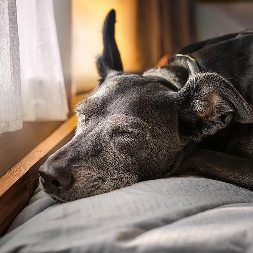 Vibraciones De Mascotas: Hip Hop Para Compañeros Tranquilos