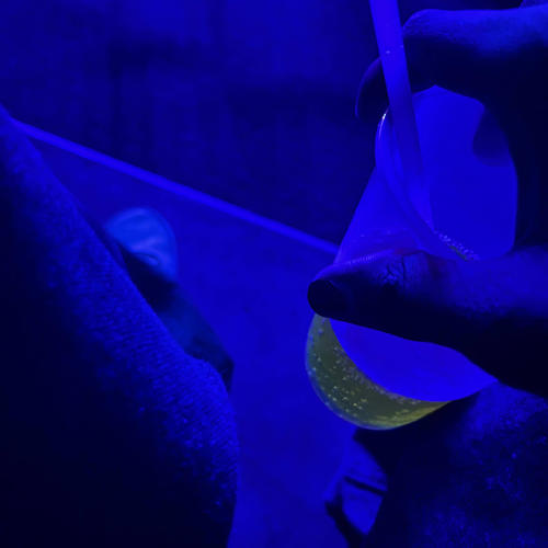 ##toriantrappout (Explicit)