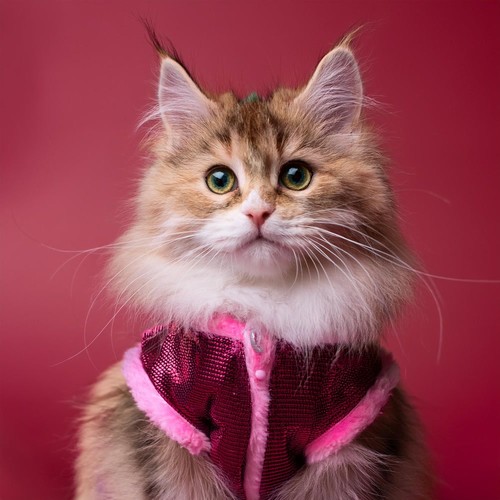 Armonías Lofi Para Gatos: Patrones Melódicos Suaves