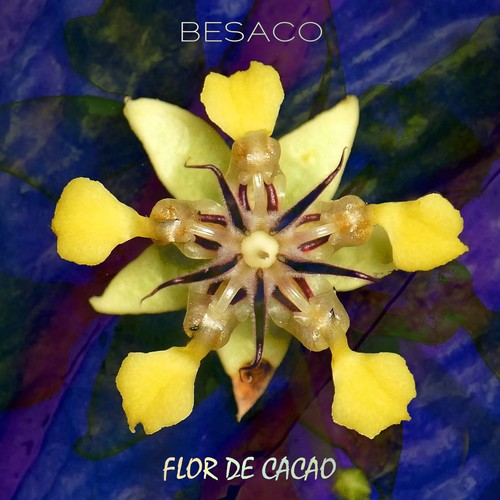 Flor de cacao