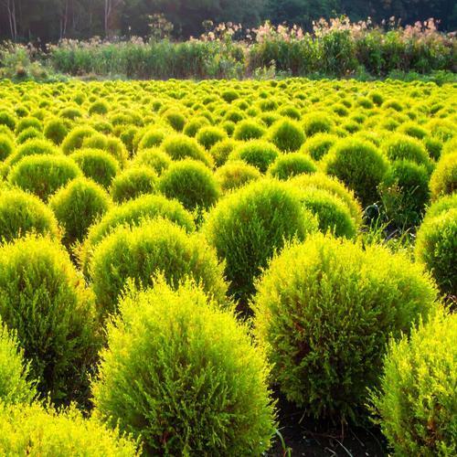 わが家のコキア