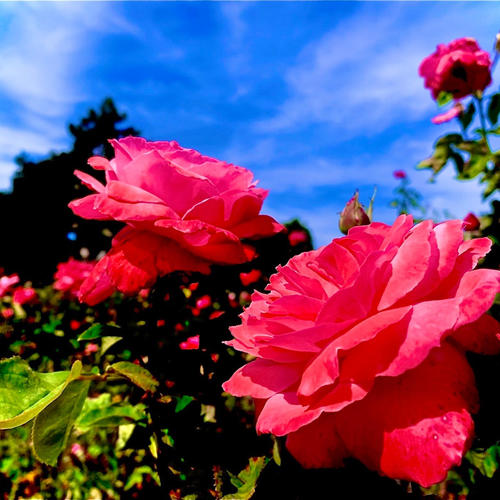 Question (feat. Tammi Brown) [MIC ANGELO Remix]