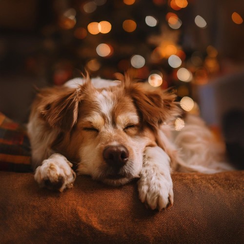 Música De Guitarra Relajante: Melodías Tranquilas Para Perros