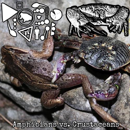 Amphibians vs. Crustaceans