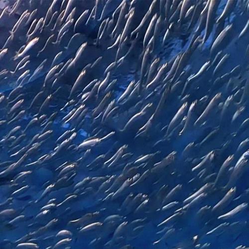 Swim