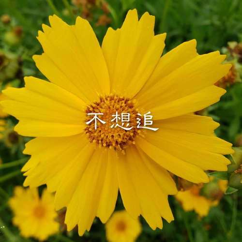 不想追
