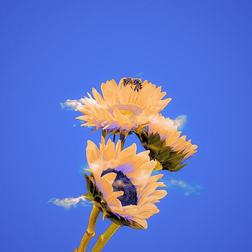 letter to b. (feat. matt capone) [Husband Edition] [Explicit]