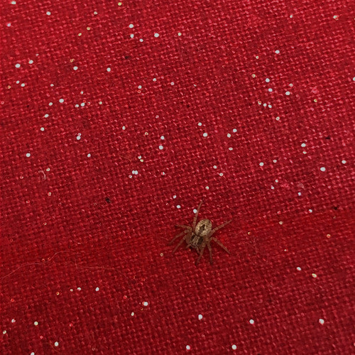 Promesas Sobre el Bidet