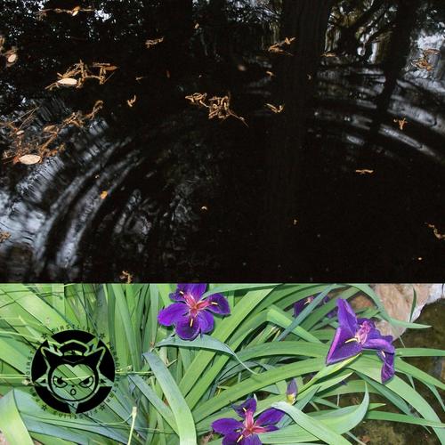 Young introvert hustla (feat. Papicum)