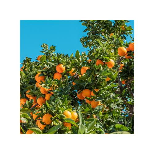Fanta (feat. Ami Palmate)