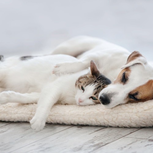 Dreamtime Harmonies for Peaceful Pets