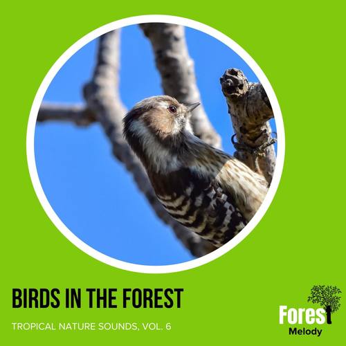 Birds in the Forest - Tropical Nature Sounds, Vol. 6