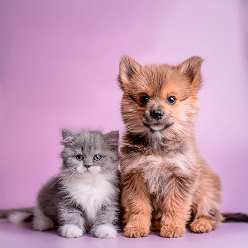 Música Reconfortante Para El Momento De Quietud De Las Mascotas