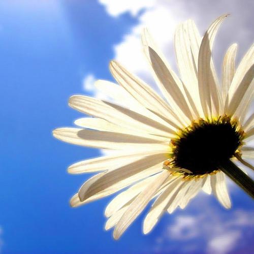 Daisy (feat. Michaelwitdahoodie) [Explicit]