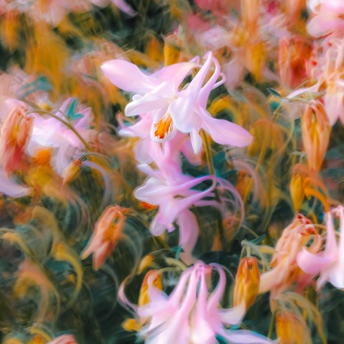 因为是女人（现役歌王강문경ver.）